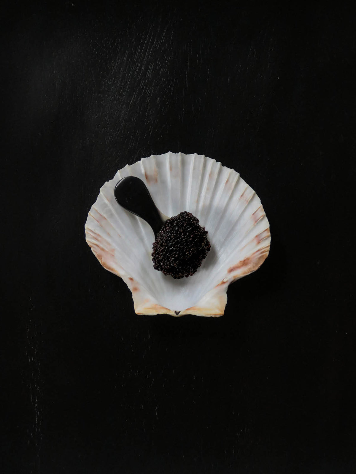 White scallop shell holding a black spoon topped with a mound of