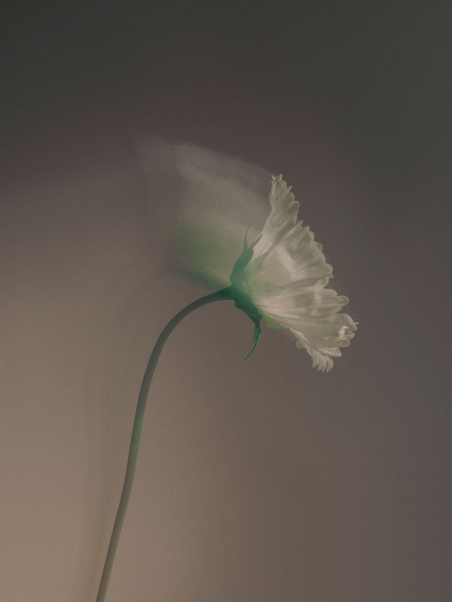 Single white carnation with long curved green stem against muted grey background