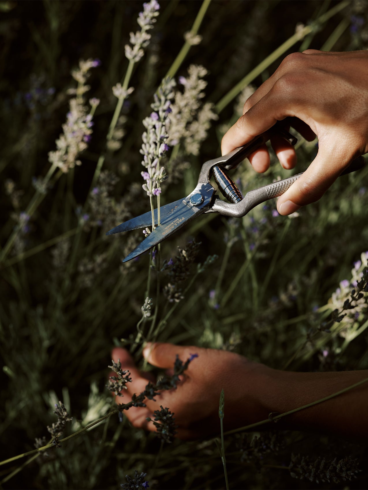 succulent shears Pallarès × Audo Plant Shears | Garden Collection