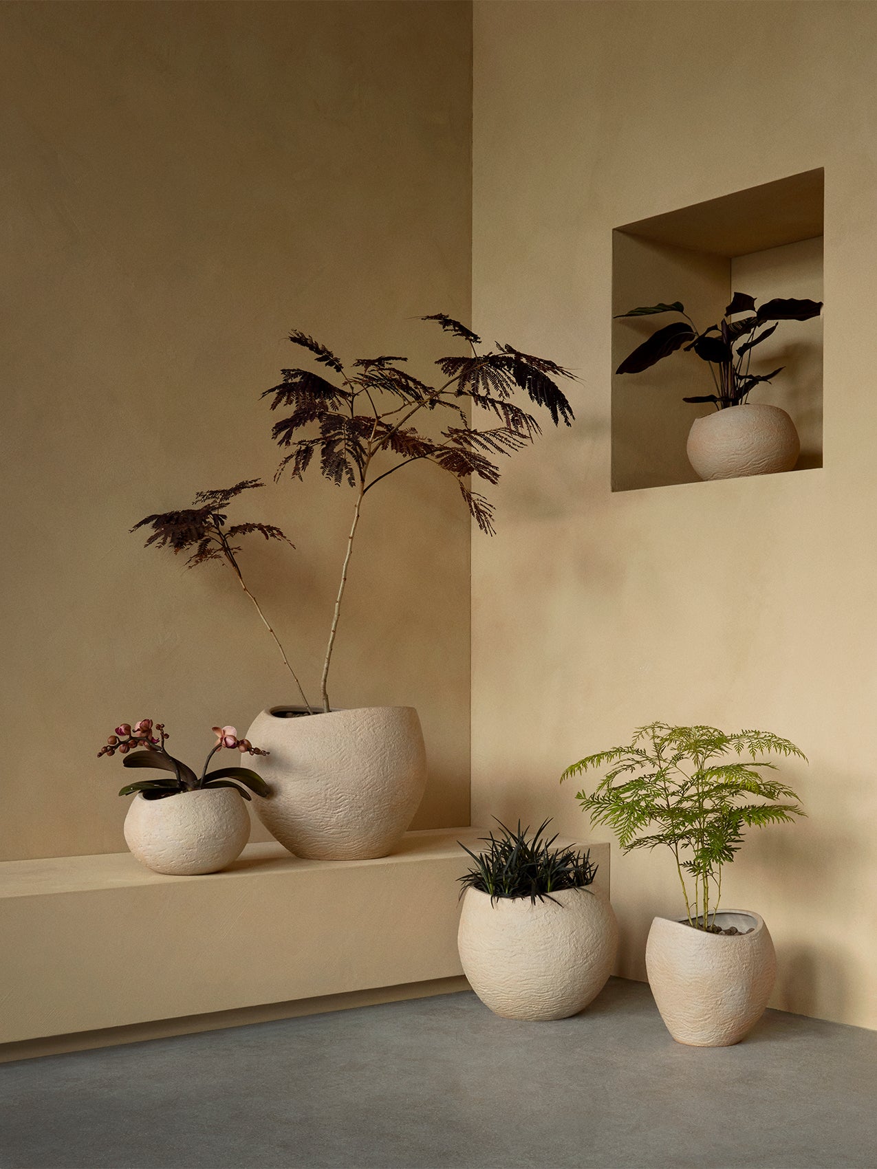 Plantas Planter